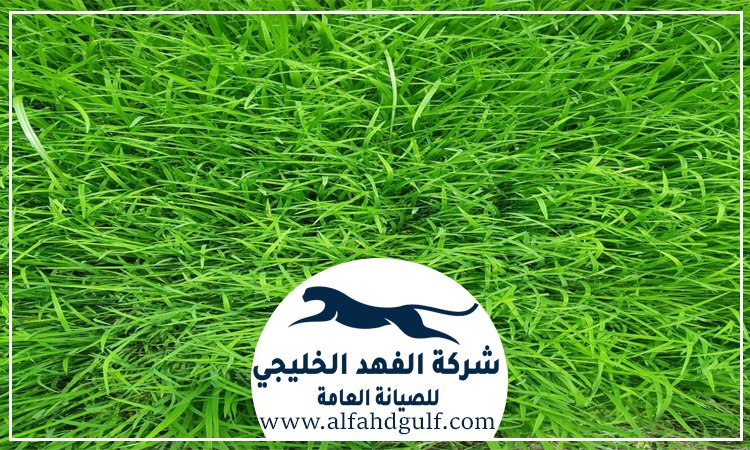 تركيب عشب