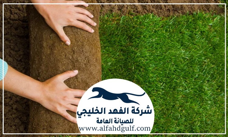 تركيب حشيش