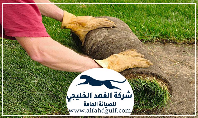 شركة تركيب حشيش في الشارقة