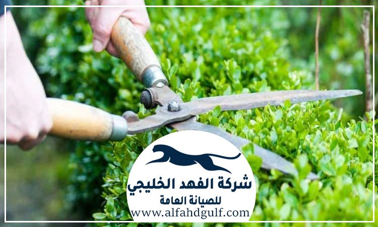 شركة تنسيق حدائق في البرشاء