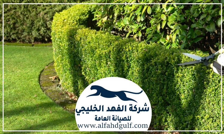 شركة تنسيق حدائق في الشامخة