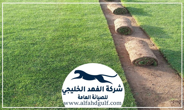 شركة تركيب عشب طبيعي في الشارقة