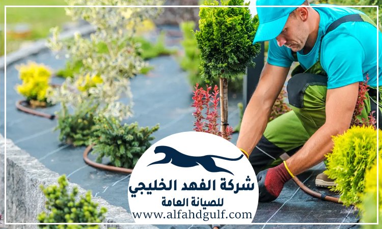 شركة لاندسكيب في كلباء