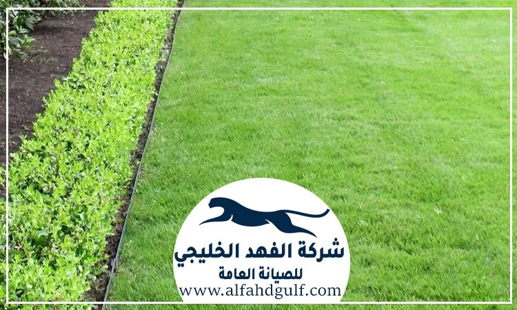 شركة تركيب عشب صناعي في الذيد