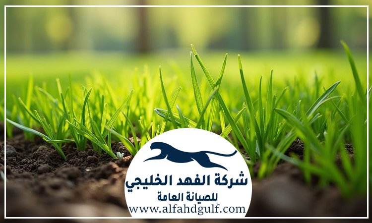 شركة تركيب عشب صناعي في جميرا
