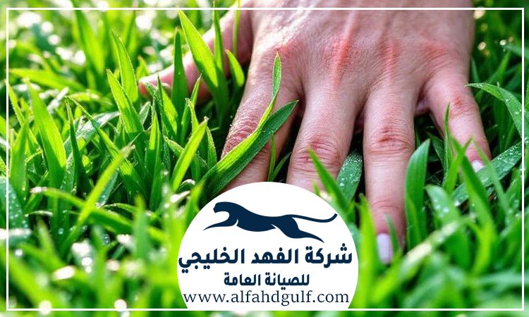 شركة تركيب عشب صناعي في الشهامة