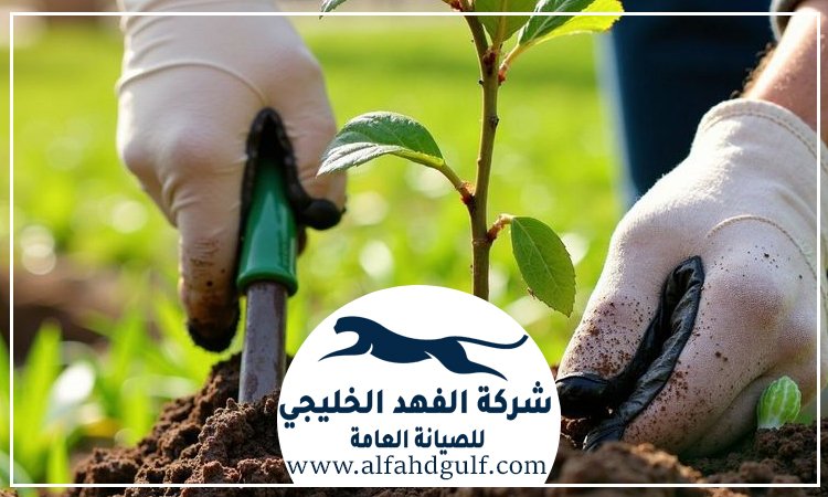 شركة تركيب عشب طبيعي في الفجيرة
