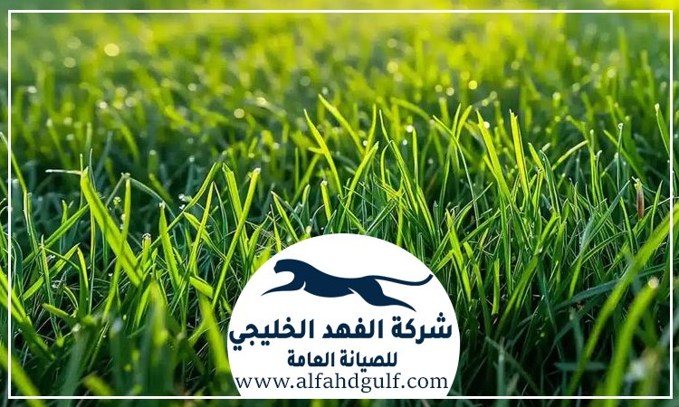 شركة تركيب عشب صناعي في الرحبة