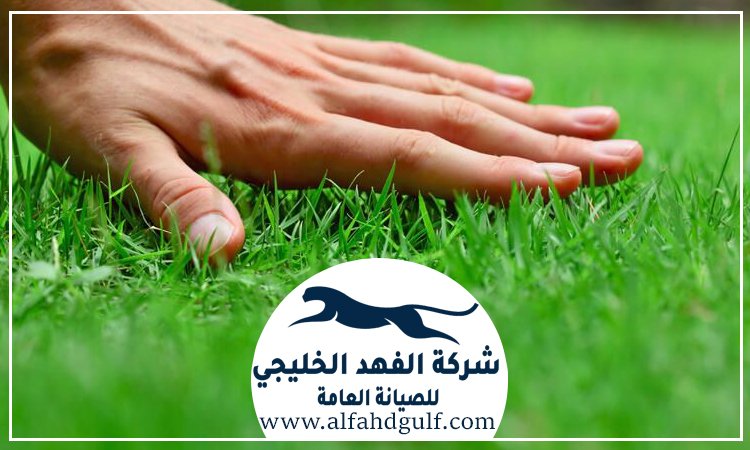 شركة تركيب عشب صناعي في الرحبة