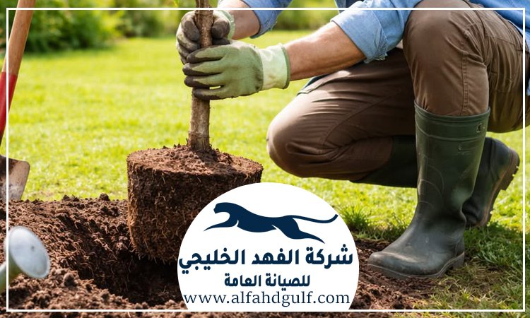شركة تركيب عشب طبيعي في الفجيرة