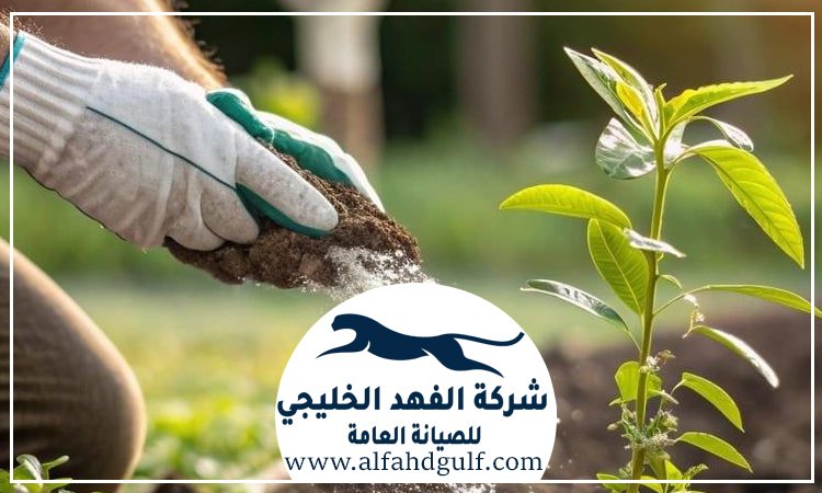 شركة تركيب عشب طبيعي في الفجيرة