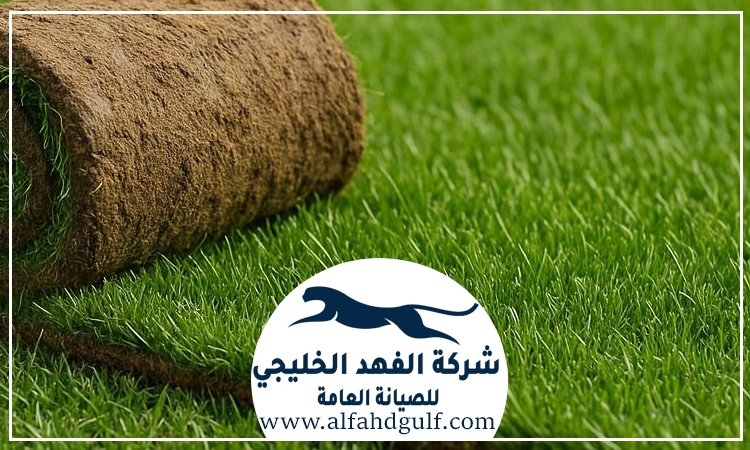 شركة تركيب عشب طبيعي في الفجيرة