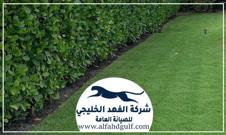 شركة تركيب عشب طبيعي في الذيد