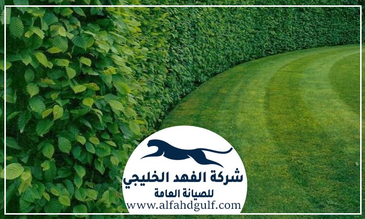 شركة تركيب عشب طبيعي في الذيد