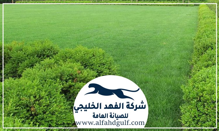 شركة تركيب عشب طبيعي في الشهامة