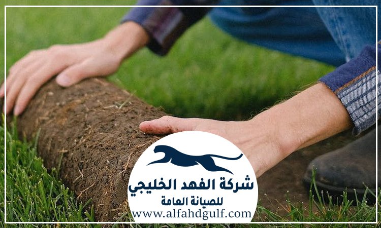 شركة تركيب عشب طبيعي في العين