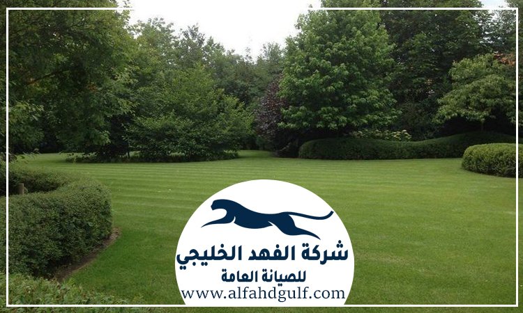 شركة تركيب عشب طبيعي في مصفح