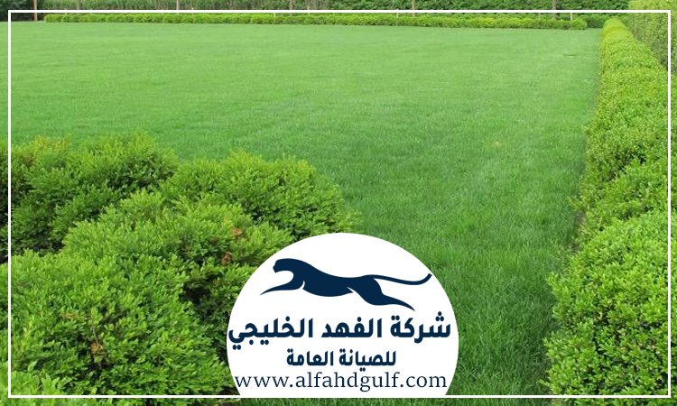 شركة تركيب عشب طبيعي في مصفح