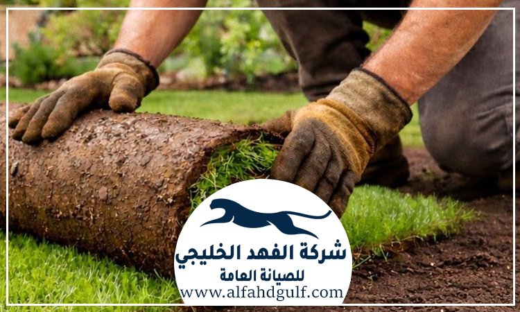 شركة تركيب عشب طبيعي في عجمان
