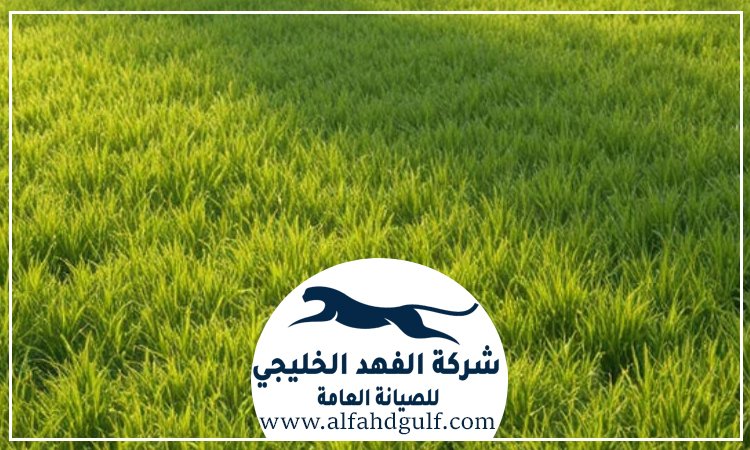 شركة تركيب عشب طبيعي في الشامخة