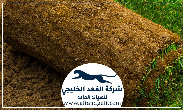 شركة تركيب عشب طبيعي في عجمان
