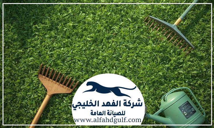 شركة تركيب عشب طبيعي في البرشاء