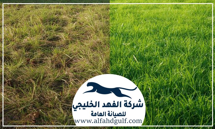 شركة تركيب عشب طبيعي في البرشاء