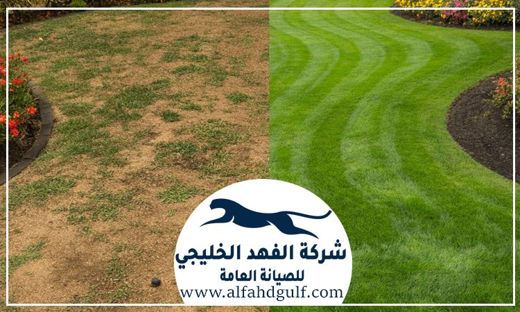شركة تركيب عشب طبيعي في بني ياس