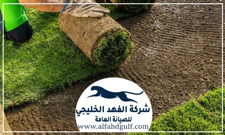 شركة تركيب عشب طبيعي في عجمان