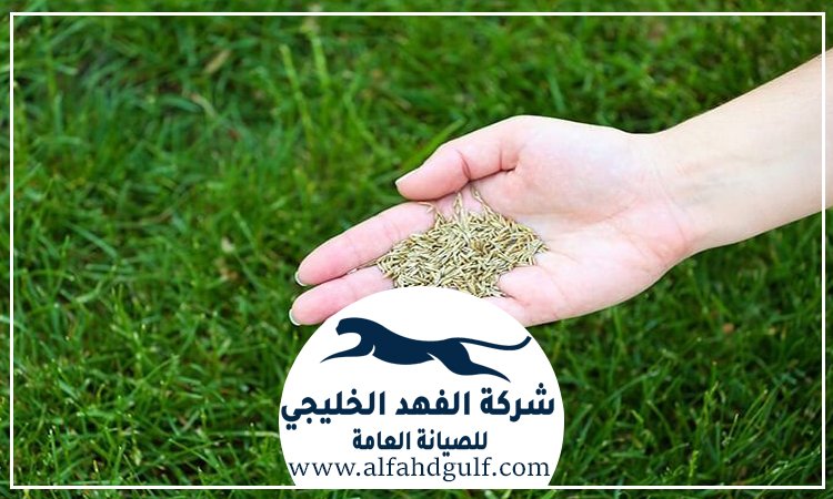 شركة تركيب عشب طبيعي في الرحبة