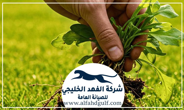 شركة تركيب ترتان في الشهامة