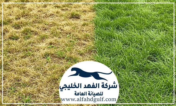 شركة تركيب ترتان في الشهامة