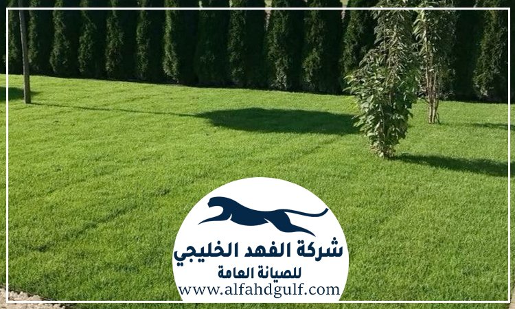 شركة تركيب ترتان في خورفكان