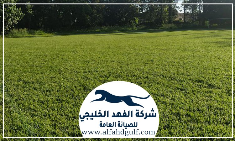 شركة تركيب ترتان في البرشاء