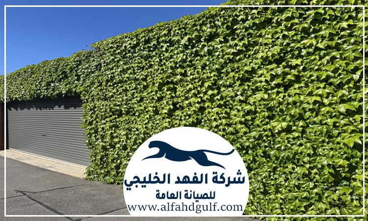 تركيب عشب جداري في الرحبة