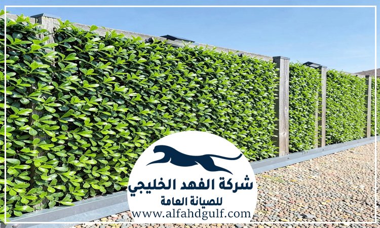 تركيب عشب جداري في البرشاء