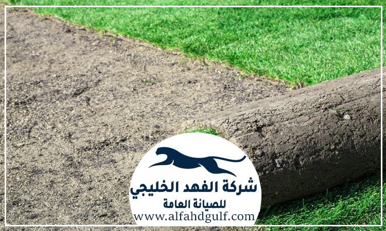 تركيب عشب طبيعي في العين