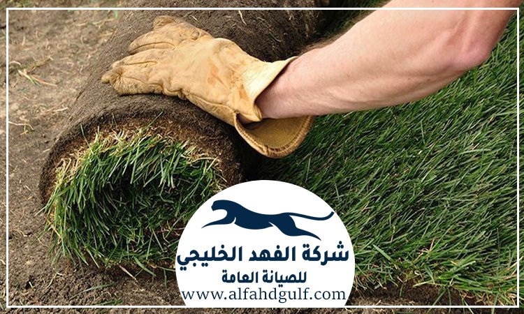 تركيب عشب طبيعي في الفجيرة