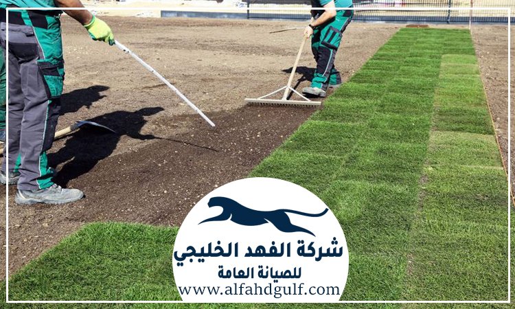 تركيب عشب طبيعي في الفجيرة