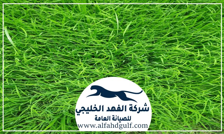 تركيب عشب طبيعي في العين